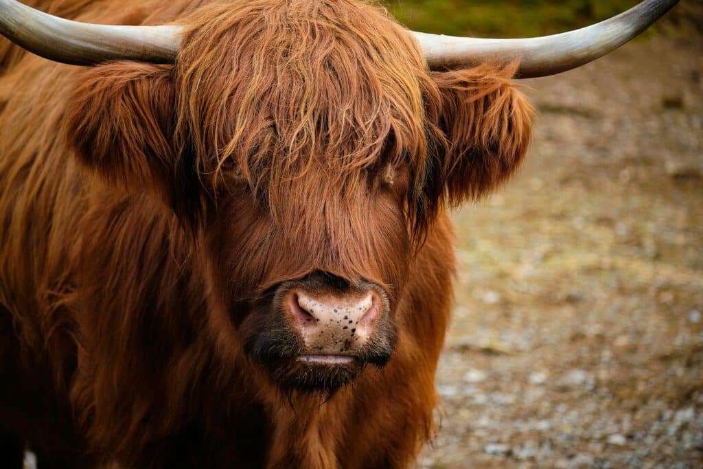 A reddish brown Highland cow with shaggy bangs looks into the camera