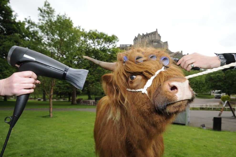 Cute brown cow getting a blow dry and a curl