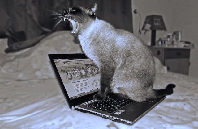 Siamese cat sitting on a laptop with a menacing snarl