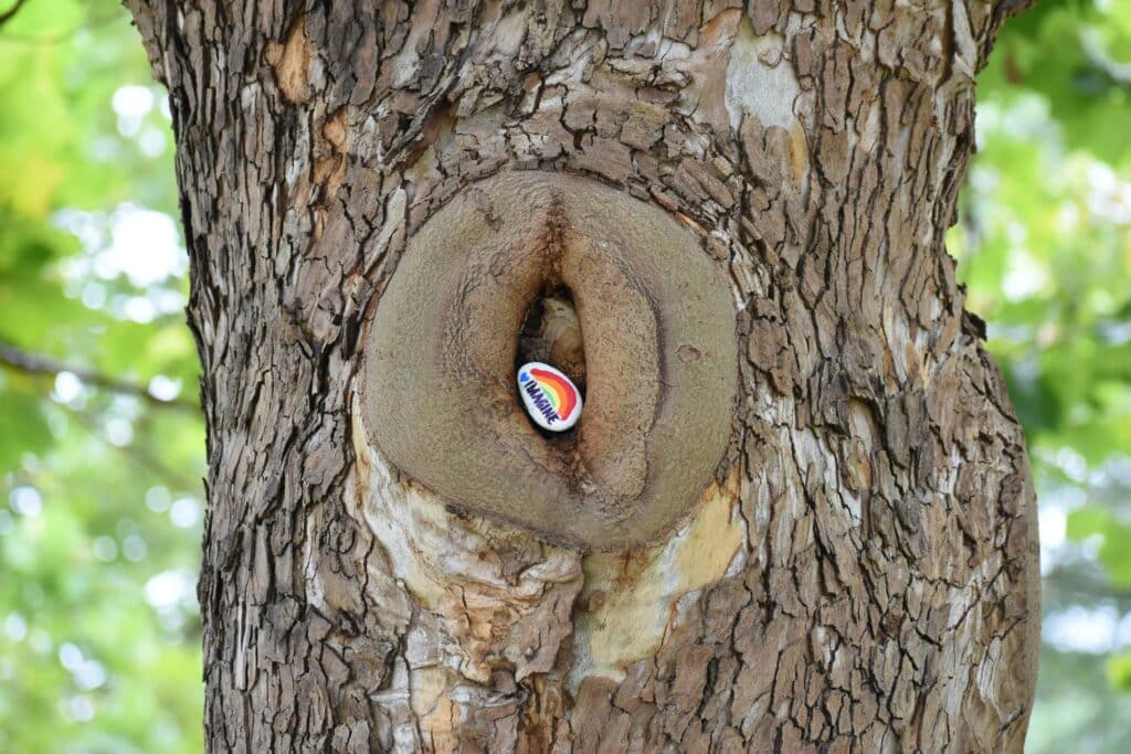 A tree, possibly a Quercus or Hevea brasiliensis, with a hole in its trunk. A rock with the word "IMAGINE" painted on it is lodged inside the hole.