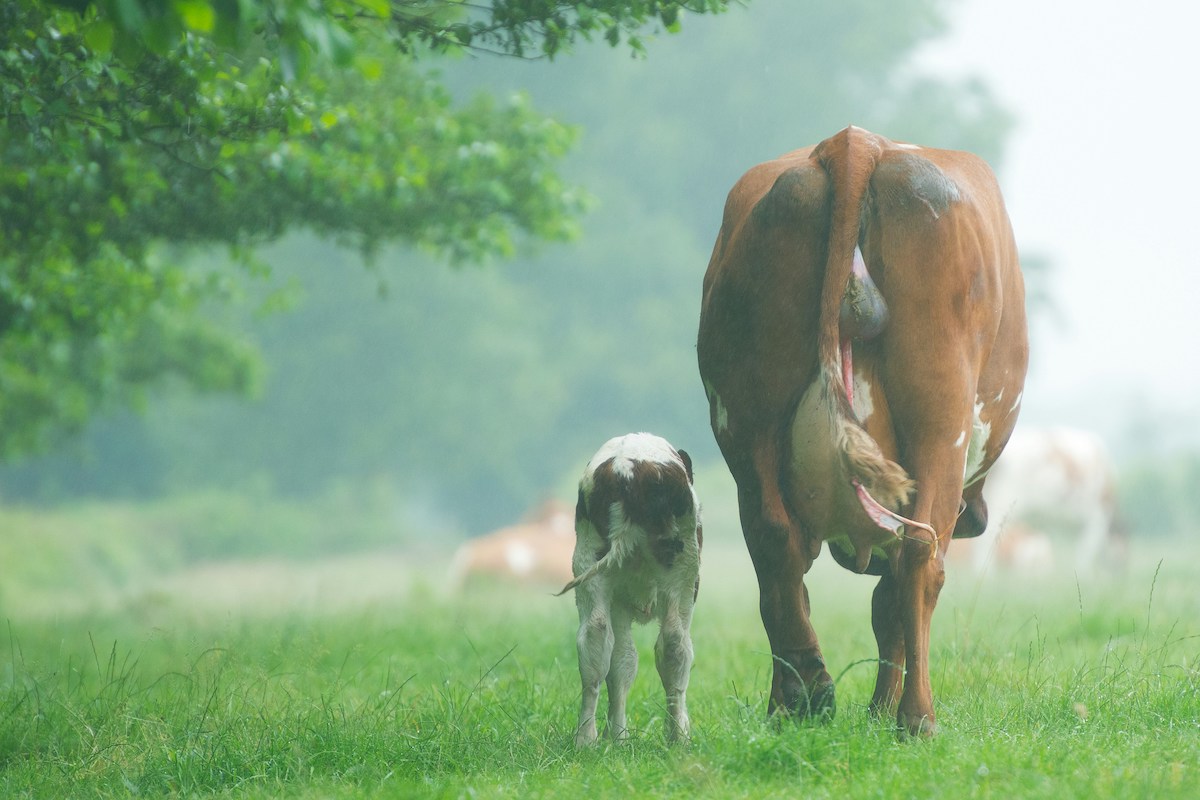 Looking at two cows from behind as they serenely graze in green grasses. The large mama cow is on the right, with her much smaller calf to the left.