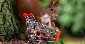 A brown squirrel has a red apple in his mouth. He's standing in front of a teeny tiny shopping cart that's also full of apples.