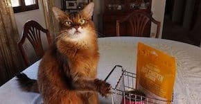 A long-haired tabby cat is sitting next to a teeny tiny shopping cart that's full of cat treats.