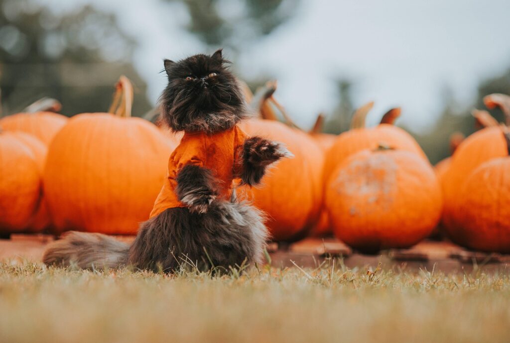 A fluffy black cat is wearing a too-tight orange shirt in front of orange pumpkins in a pumpkin patch.
